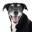 JustFoodForDogs