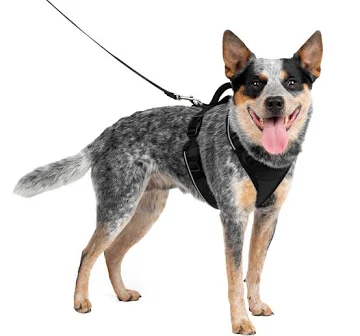 EasySport Harness