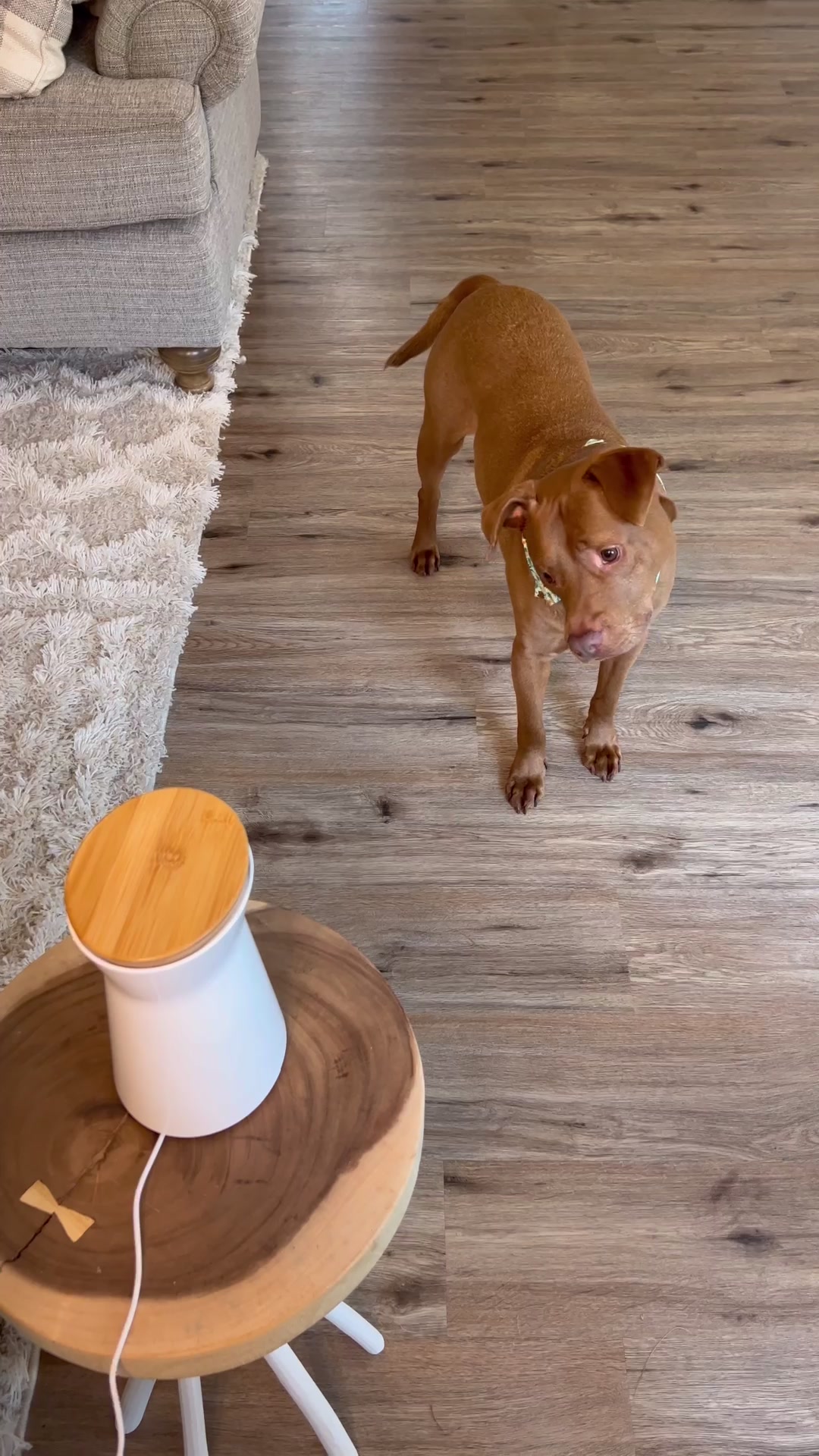 @hi.this.is.tatum — Now that @Furbo Dog Camera has a 360° view, Mum can ...