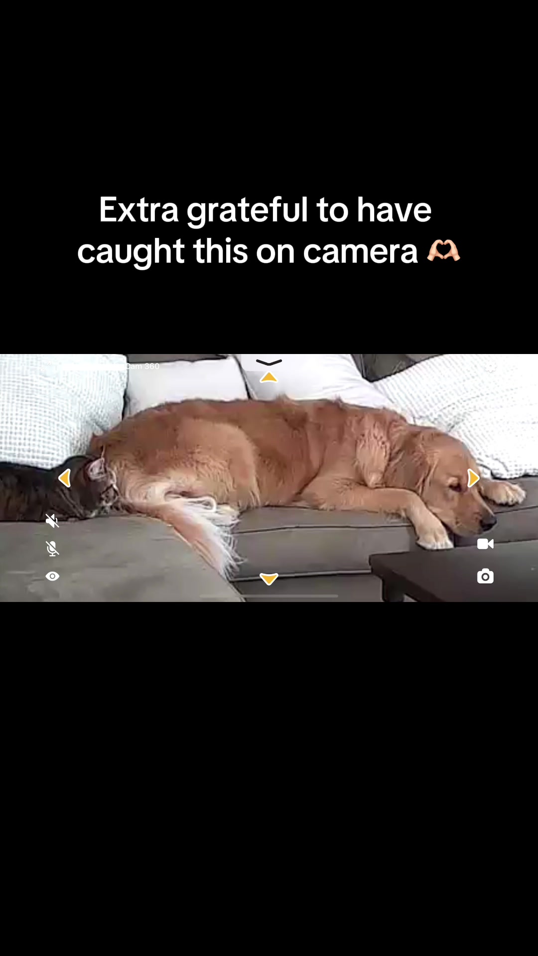 @the_goldendonut — Petcube gifted us the new Petcube Cam 360 to try out and we ...