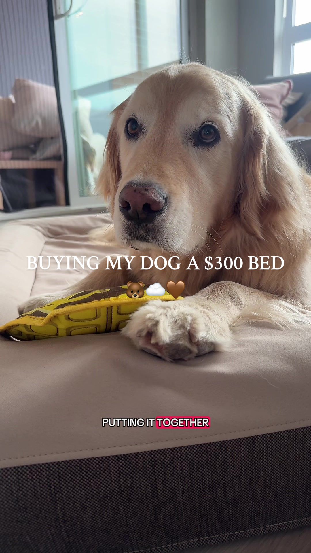 @roisinofthenorth — Casper Canada Dog Bed Experience for Bear