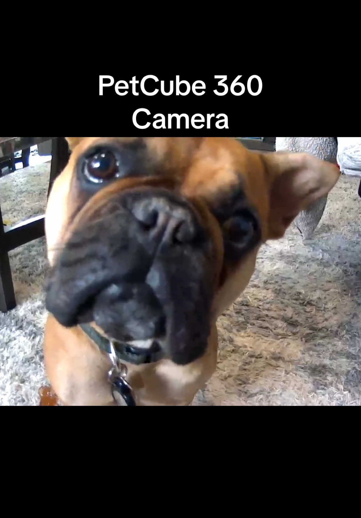 @rosekemanuel — Petcube 360 Camera: A Must-Have for Pet Owners
