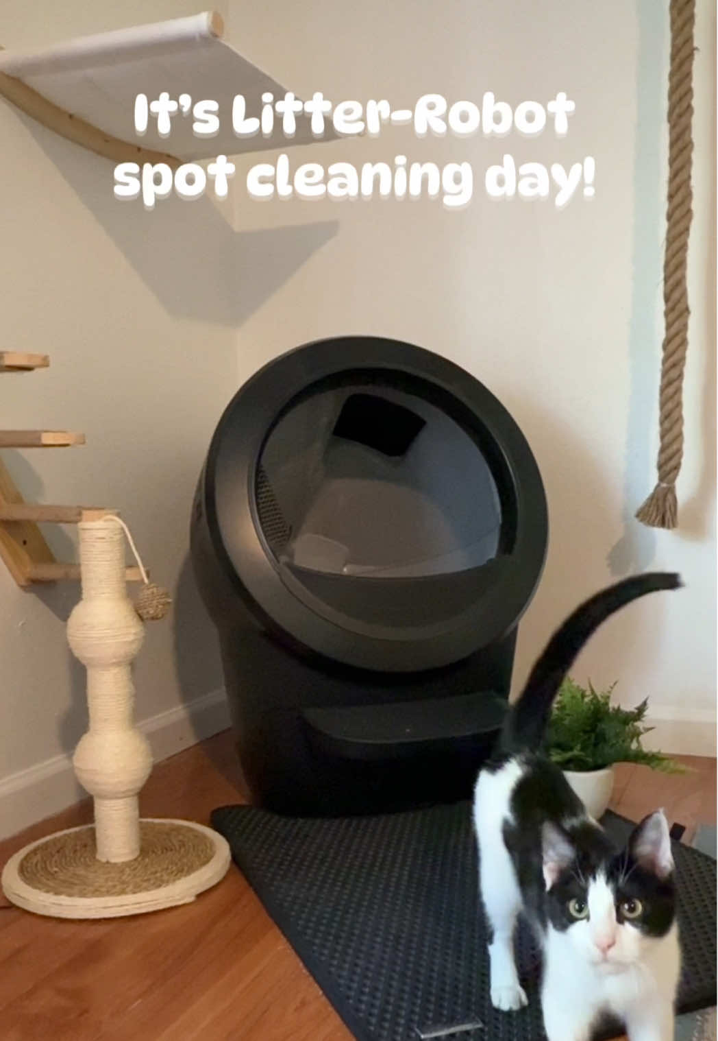 @hoogie_bear_ — Effortless Spot Cleaning with Litter-Robot 4 for Cats