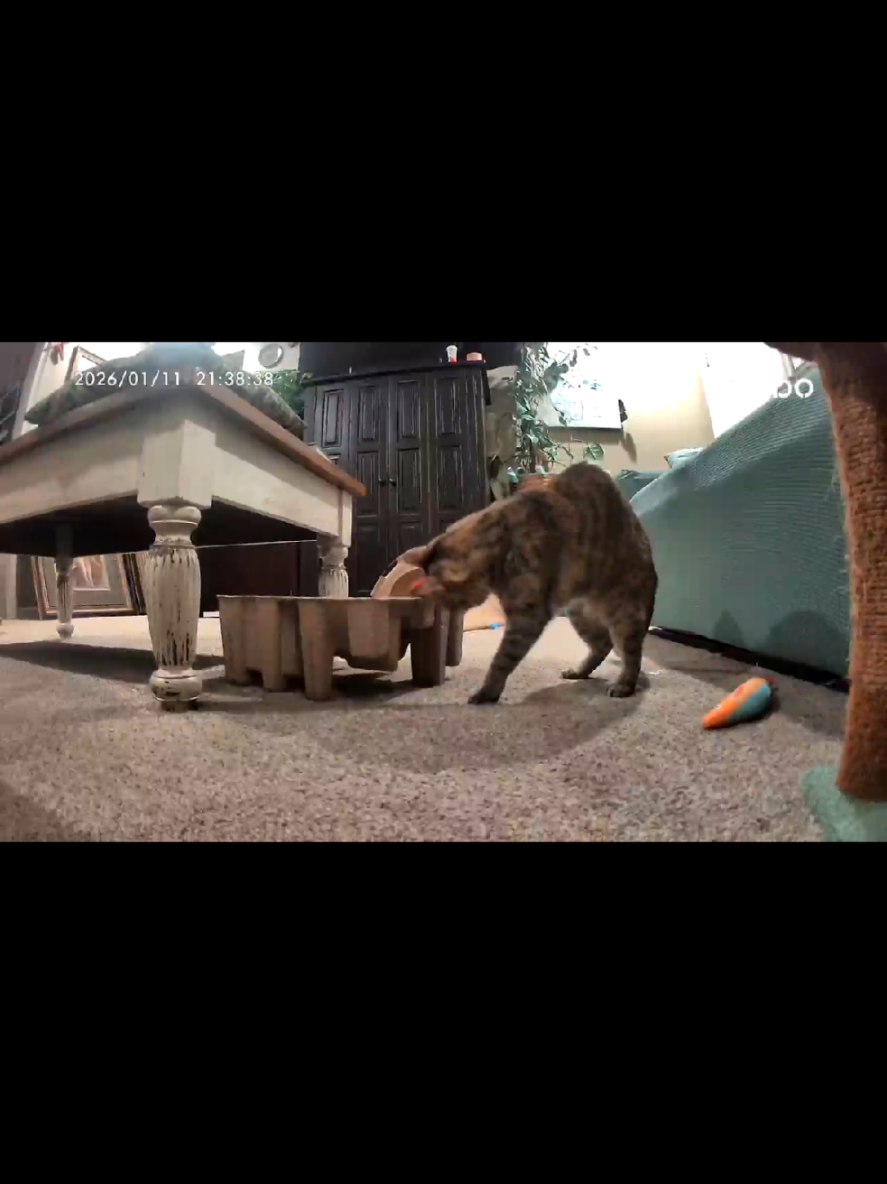 @lookitstelly — Furbo 360 Camera Review for Pet Owners