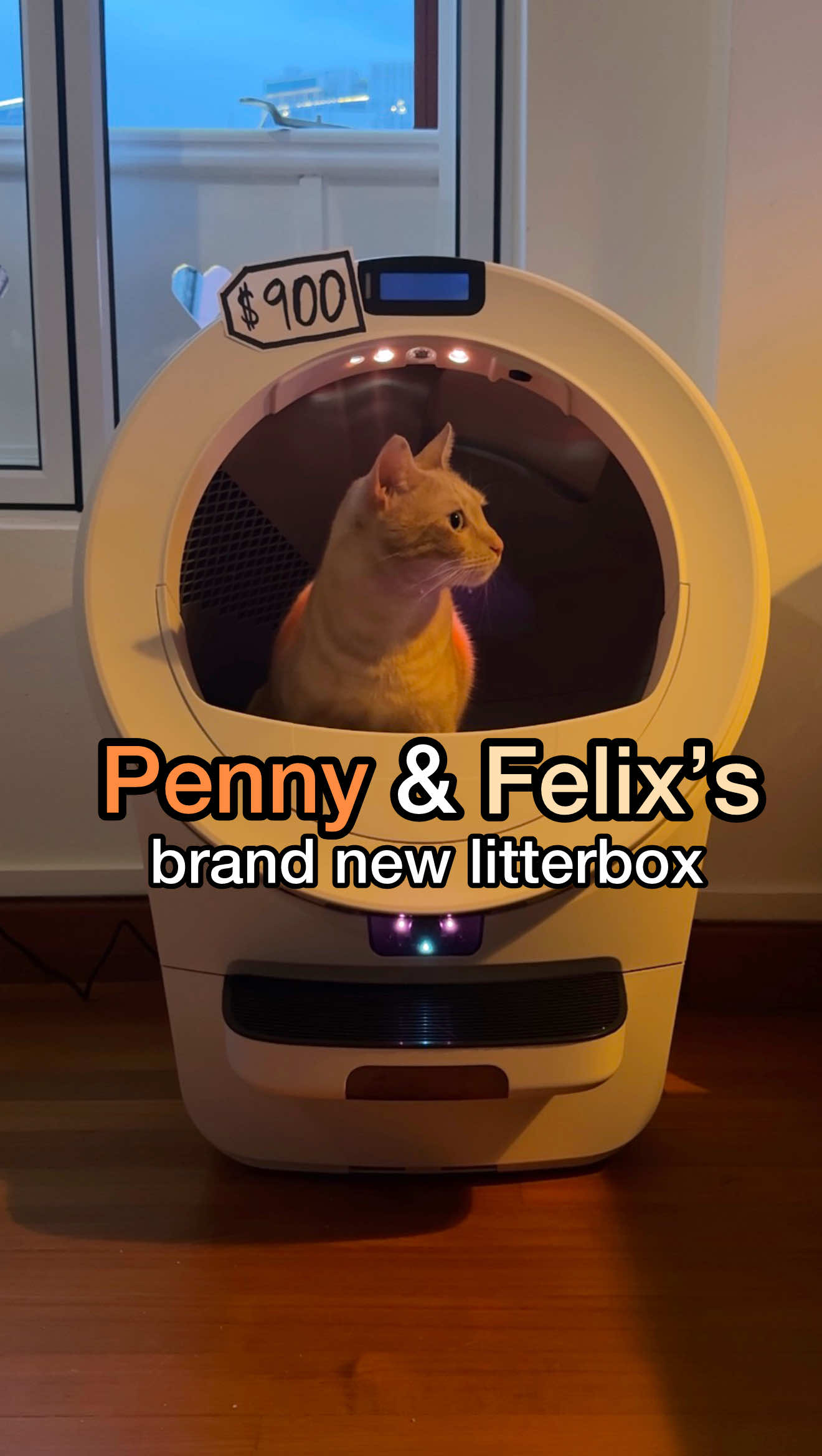 @pennythegingercat — Upgrade to Litter-Robot 5 Pro: Is It Worth It?