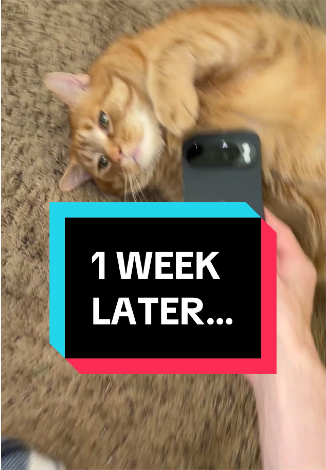 @ryetechh — Pixel 10 Pro XL: One Week Later Review