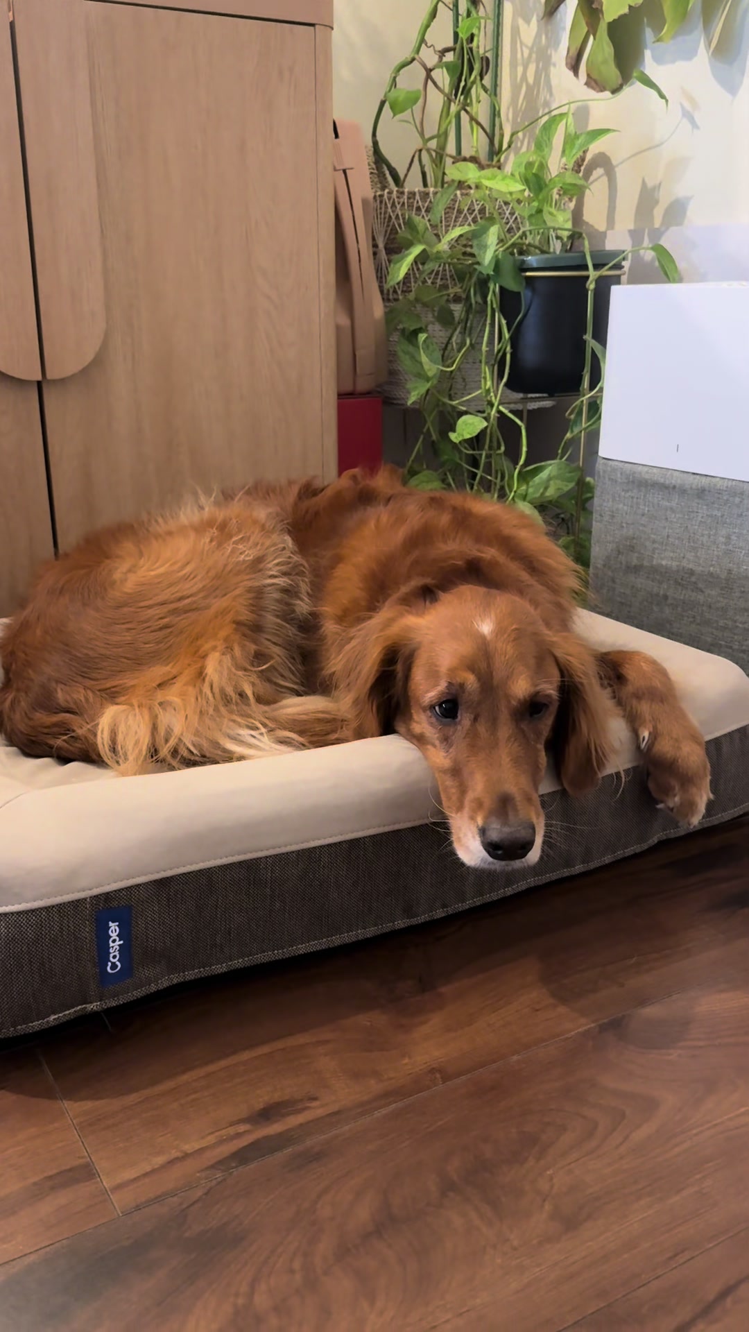 @thesteffanietran — First Impressions of the Casper Dog Bed