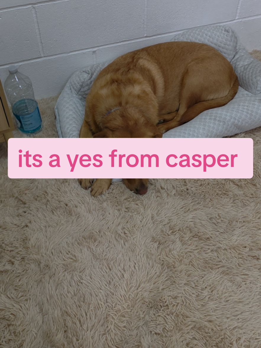 @life_with_vickimc — Casper Dog Bed Review: A Yes From Casper (Summer Sale)
